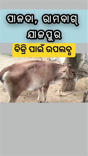 ( 70772 11484 ) A Jersey Heifer Available for Sale in Jajpur, Odisha