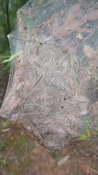 The webbed nest of a fall webworm moth, hyphantrea cunea. Ellijay, GA