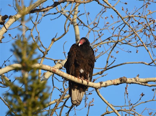 Do dead bird sightings have meaning?