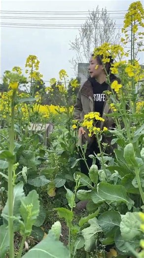 Unveiling the Hidden Stench: The True Story of Rape Flower Season