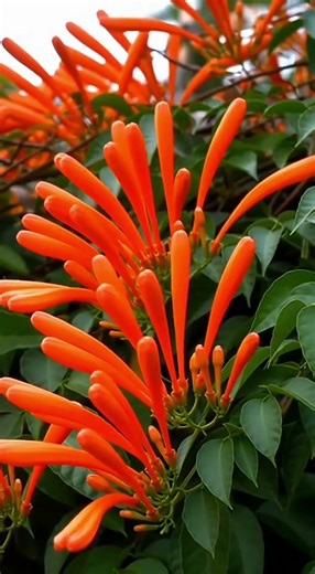 Firecracker VinePyrostegia venusta｜ 炮仗花10 Seconds of Relentless Bloom “当数量本身成为震撼。”