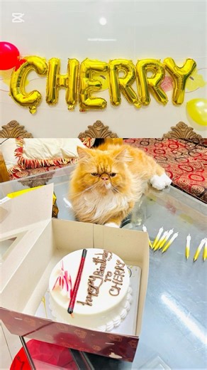 Cherry’s Birthday Cake & balloons😻#cat #birthday #shorts #youtubeshorts #viral #trending #pets #yt