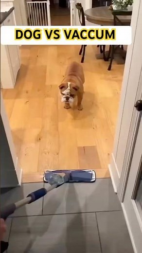 🐶⚡ Dog vs Vacuum = The funniest showdown ever! 😂#dogvsvacuum #funnydogs #dogshorts