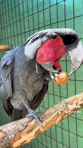 Ozai, a 35 year-old black palm cockatoo, uses his huge and powerful beak to crack open his favorite large nuts! #parrot #cockatoo #wildlife #fyp