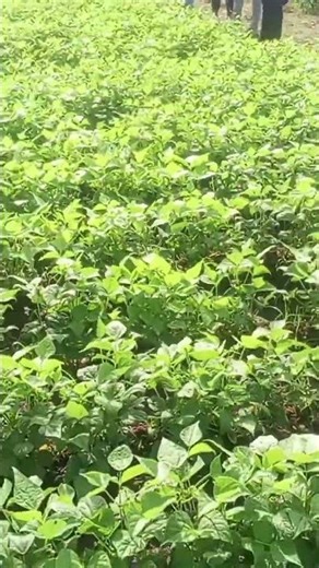 ICTA ligero (phaseolus vulgaris)#agriculture #abonnetoi #partage #commenter