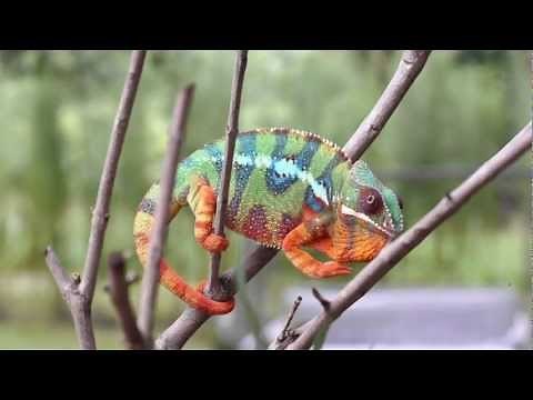 Real Chameleon Color change
