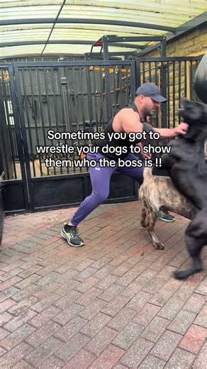 How to Playfully Bond with Your Dogs