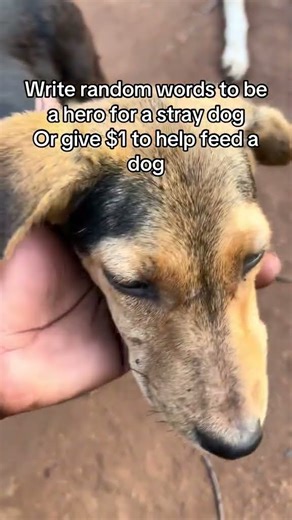 Please do not scroll can you press the donation button link in bio to help us buy dogs food #USA#UK