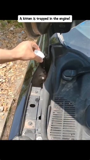 kitty kisses on Instagram: "tiny life almost lost to fear and heat. 💔🐾 This little kitten was trapped deep inside a car engine, clinging to survival as the engine overheated and completely drained her strength. She kept wiggling and crying, not because she was aggressive, but because she was terrified and in pain. Every movement was fear trying to escape. When we finally managed to get her out, she was extremely weak—her small body shaking, her energy gone. There was no time to waste. I rushed