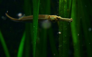 Are Freshwater Seahorses Real? - Fish Care Guide