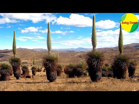 11 Plantas en Peligro de Extinción en el Perú