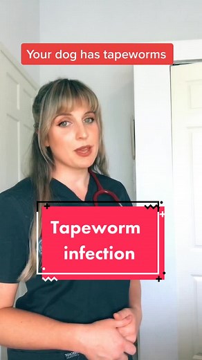 Understanding Tapeworm Segments in Pets