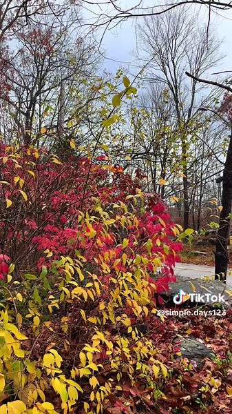 Nature is ready to hunker down 🍁 #cozyaesthetic #cozyvibes #cozyathome #autumnaesthetic