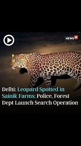 2.6K views · 21 reactions | Panic erupted among people in Delhi’s Sainik Farms after a leopard was spotted in the streets on Saturday. The authorities have alerted locals and asked residents to remain vigilant while going out. https://www.news18.com/india/delhi-leopard-spotted-in-sainik-farms-police-forest-dept-launch-search-operation-8688356.html #Delhi #SainikFarms #Leopard | News18 | Facebook