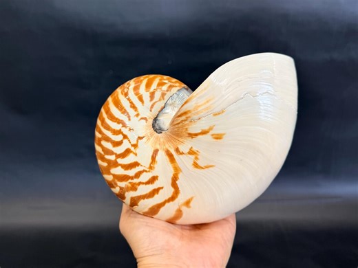 7.2" (18cm) Natural Chambered Nautilus Conch Shell, Iridescent Sea Snail Decor, Beautiful Seashell for Home Decor, Historical Seashell Decor - Etsy