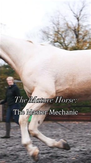 Horses developing. Read the description #thehorselistener