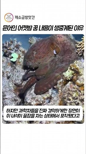 무척추동물도 꿈을 꾼다는 걸 온몸으로 증명해준 문어의 수면위장술 ㄷㄷ #동물다큐 #문어 #신비로운 #잠꼬대