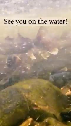 7.8K views · 91 reactions | The weekend that many spring anglers eagerly await is upon us! The 1st Saturday in May ... aka Walleye Opener! With sunshine in the forecast, it'll be a great time to hit one of Lake Champlain's many river walleye fisheries, or inland waters such as Lake Carmi, Island Pond, and Salem Lake. #walleye #walleyeseason #walleyefishing #fishvermont | Vermont Fish & Wildlife | Facebook