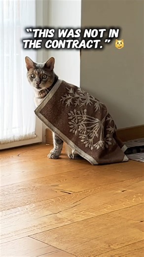 “I Put a Towel on My Cat… 😹” #funnycats #cat #shortvideo