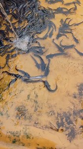 Le cannibalisme chez les silures #silure #pisciculture | Élevage Multi-Sectoriels