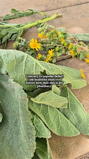 Alison Schillfarth on Instagram: "I needed to escape so I did a trail run and some foraging and this is what I came back with. Tons of amazing mullein, usually its too late in the season for that but not in the high elevation mountains! I also found some mullein flowers and curly cup gumweed! Now i just need some more time to turn this into medicine. #foraging #herbalism #plantmedicine #naturalremedies"