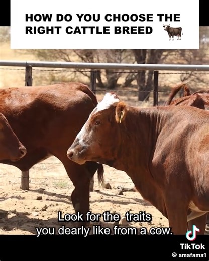 you want to get into cattle farming and still don't know which breed to settle for? | FarmX
