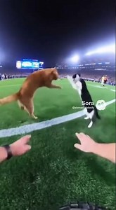 Up on the soccer field, cats are having a League grudge match #funnyanimals #funnypets #cat