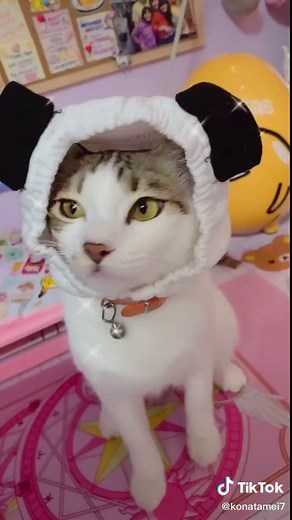 MORE DAISO FOR YOU 🌼🍥 #kitty #cat #cats #catsoftiktok #catlover #meow #daiso #daisoコスメ #daisojapan #daisojapan #daisofinds #pet #pets #fyp #fypシ