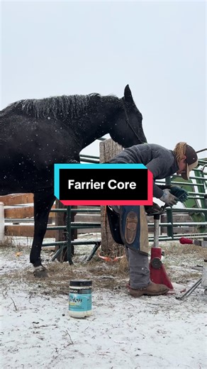 Ultimate Hoof Care Tips for Mules and Horses