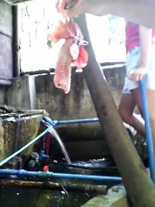 The redtail catfish, Phractocephalus hemioliopterus feeding © Edmund Uy , Philippines | For The Love of Fish