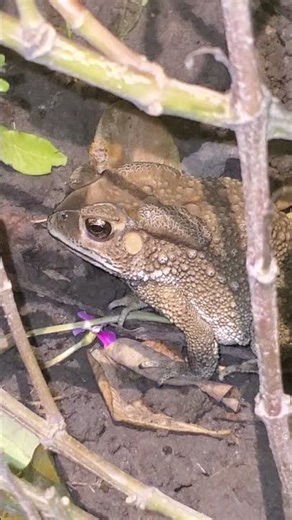 Peaceful Night in the Countryside | Toad Sounds and Village Vibes.