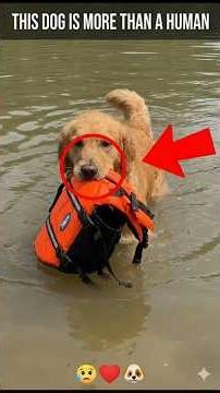 5 Hero Dogs 🐶❤️#shorts #HeroicDogs #DogHero #dogs