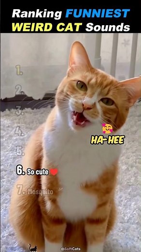 Cats Making WEIRD Sounds 🗣️ #funnycats #catmemes #cutecat #fyp