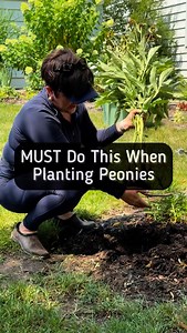 Peony roots should not be planted too deeply. They need six hours or more of direct sunlight to produce healthy blooms. They need well drained soil and adequate moisture in the spring while the flowers are forming so if it’s a dry spring, make sure to give them a little extra water when you see those buds starting to form. I can’t always respond to comments so for those of you that are experienced gardeners, please jump in and help as much as you can. I am a Garden Coach located in the northwest