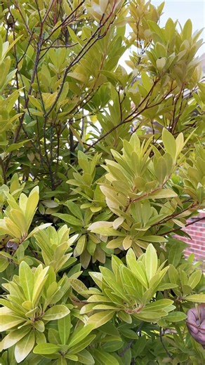 Illicium parviflorum 'Florida Sunshine' beams like a bright sun in the garden, especially in the fall/winter, when the foliage is brightest. This is one of our best selling introductions and still one of the most asked plants in our garden. Zones: 6a to 9b, Part Sun to Light Shade. #illicium #goldfoliage #fragrantfoliage #evergreen #shrubs | Plant Delights Nursery, Inc.