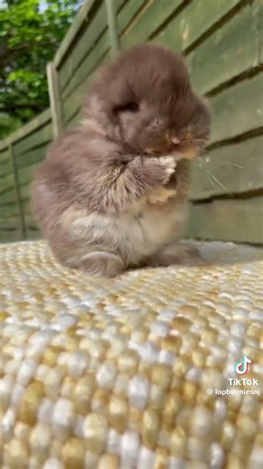 Baby rabbit doing the cutest thing ever #rabbit #adorable #shorts