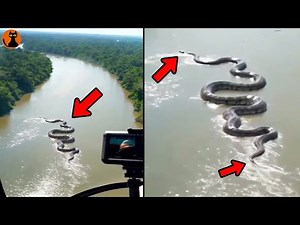 [Part 2] A monster photographed from a helicopter in the depths of the Amazon... 8 Unidentified G...