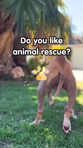 The injured dog whose scarred head tells a story of survival