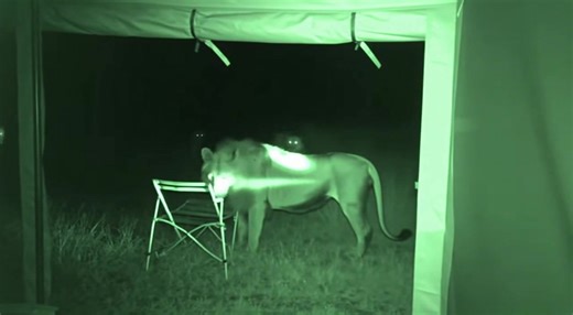 Night Vision Footage Captures Terrifying Lion Encounter! | Damian Francis