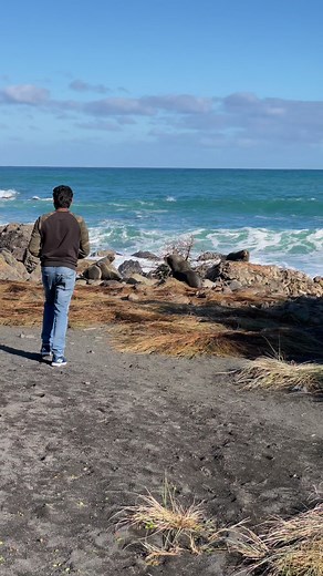 26K views · 32 reactions | New Zealand Nature Life on Reels | Facebook