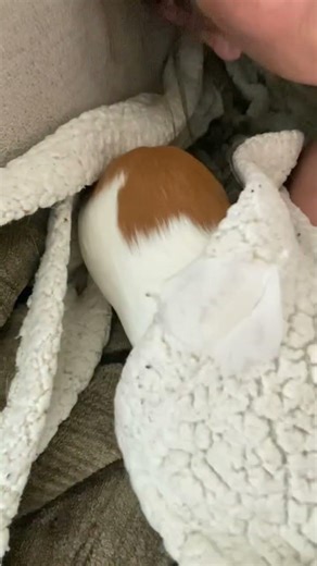 Guinea pig tries to reverse course 😅
