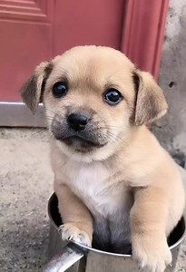 OMG, Cuteness Overloaded! Adorable Puppies 🐶😁😘 -EPS200 | Cuteanimalshare