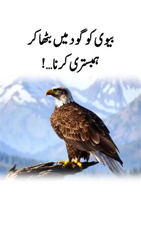 Majesty of the Shaheen King of the Mountains#eagle #tik_tok #eagles #viralvideos #foryoupage #newvid