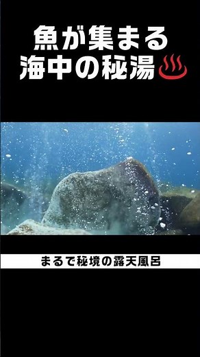 Underwater hot spring where fish gather