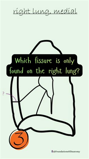Which fissure is this? #anatomy #quiz #shorts