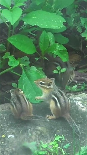Playful Chipmunks #nature #chipmunk #animals