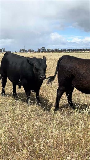 Last day of spring #angus #angusbull #farming