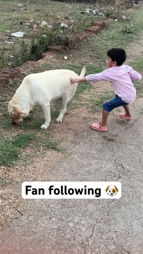 #music #love #cockapoo #coco #pets #comedyfilms #cute