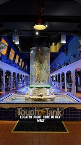 Dive into the mesmerizing world of marine life at the Key West Aquarium! 🌊 Discover fascinating creatures, from colorful tropical fish to majestic sea turtles. 🐢 Open daily from 9AM to 6 PM, the aquarium offers a unique experience for all ages. Admission from just $20.99 for adults and $11.99 for kids. 🎟️ Whether you’re a marine enthusiast or simply looking for a fun and educational adventure, the Key West Aquarium is a must-visit destination! Save this post for your next #keywest vacation! #