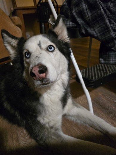 I never thought I'd have to make this post, at least not for another 10 years or so. We lost Archie this morning. I remember when I first met him and my husband, @toddernator told me that he doesn't like most people. He liked me immediately. He loved his car rides, beach trips, walks and hikes. He was the best boy I've ever known. The sweetest. He was abused for the first 3 years of his life, until my husband got a hold of him. The last 2 he's known so much love. I'm still in shock that he's gon